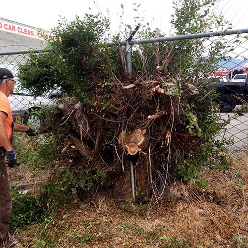 Tree Services Stumpbusters Stump Grinding West Kelowna, BC